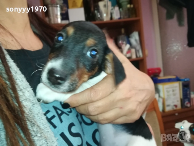 джак ръсел териер 40 дена 3009251503