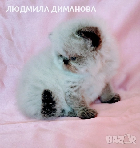 Персийско хималайско момиче. 