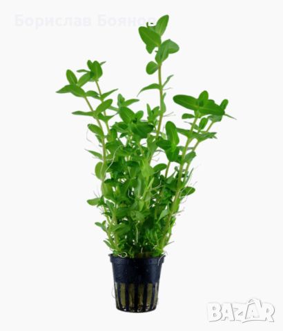 Bacopa Caroliniana - Lemon Bacopa / Бакопа Каролиниана - Лимонова Бакопа, снимка 1