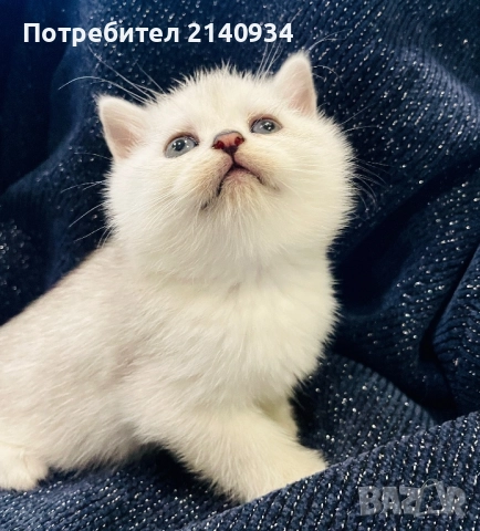 Британско късокосместо котенце – мъжко, сребърна чинчила (чистокръвно) 