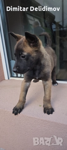 Белгийска овчарка - малиноа, снимка 3 - Белгийска овчарка - 52412283