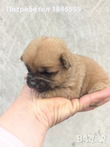 Малки маймунки 