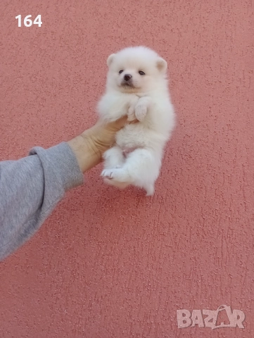 Бяло момченце. Померан. Реални снимки от 29.12.25 г., снимка 4 - Померан - 52932932