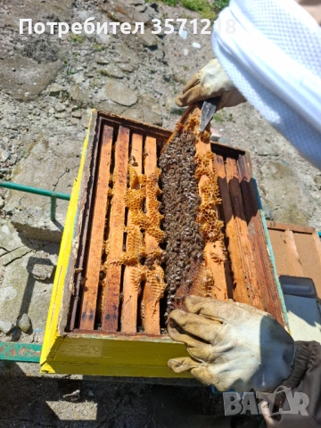 Продавам пчелни семейства, снимка 5 - За пчели - 53843576