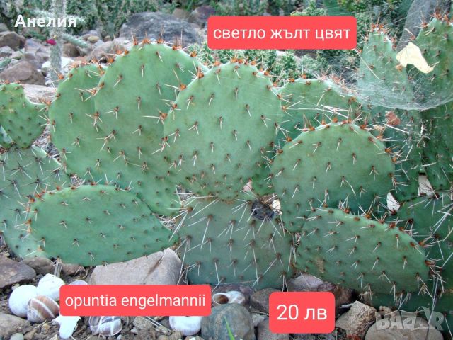 Зимоустойчиви кактуси за продажба 6 вида големи растения , снимка 4 - Градински цветя и растения - 46287726