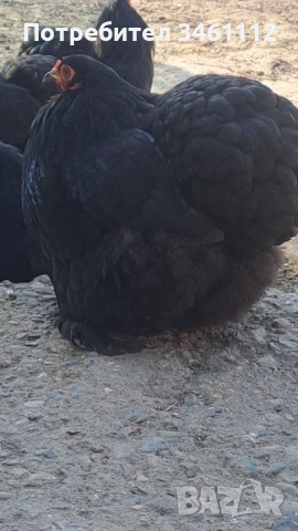 Чифт Мини кохин , снимка 2 - За птици - 54130717