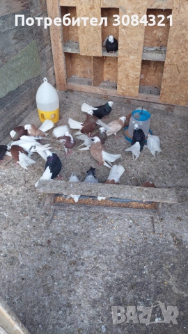 Продавам белослатински белоглави гълъби , снимка 10 - Гълъби - 52560526