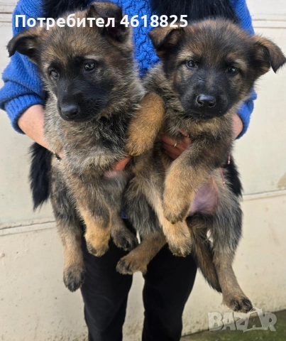 Сиви немски овчарки , снимка 4 - Немска овчарка - 53635810