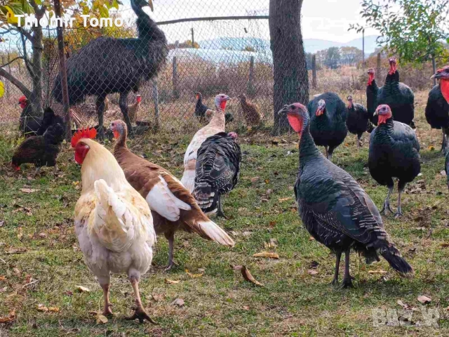 продавам пуйки пуяци , снимка 4 - Кокошки и пуйки - 52247314