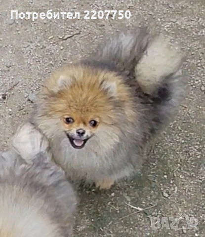 продавам померан , снимка 2 - Померан - 53388816