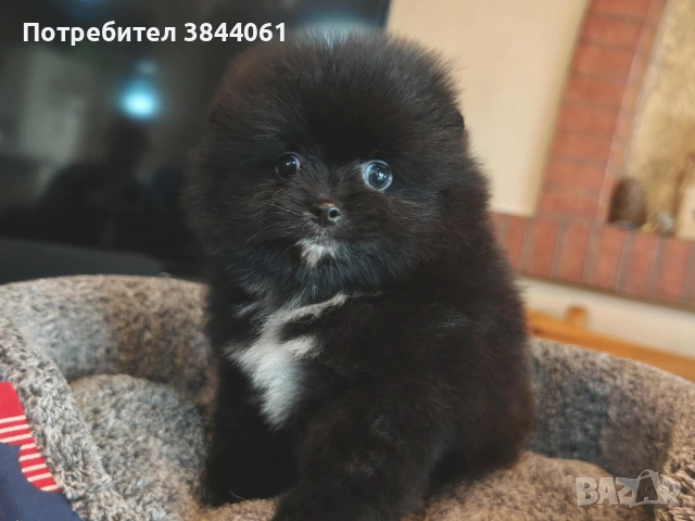 Мини померанчета , снимка 9 - Померан - 53223701