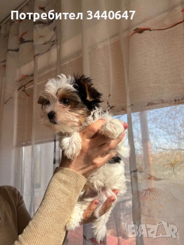 Мъжко Бивър йорки, снимка 2 - Йоркширски териер - 53825786