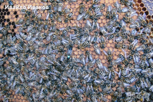 Лицензиран биологичен производител на пчелни майки и отводки