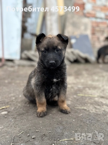 Белгийски овчарки Малиноа, снимка 8 - Белгийска овчарка - 53582487