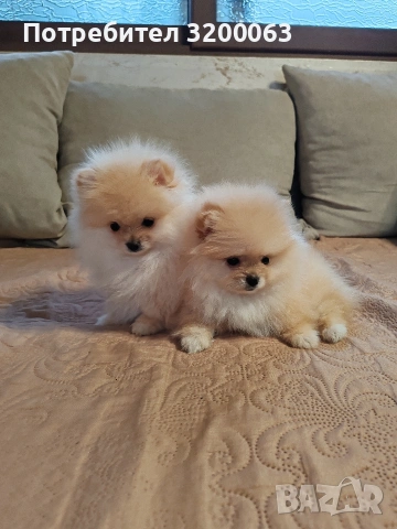 Померанчета мини женски , снимка 2 - Померан - 53249300