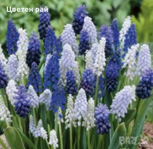 Луковици на мускари микс 10бр 5€