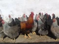 Катунски кокошки и петли изгодно , снимка 1