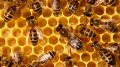 Пчелни отводки ДБ 