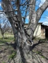Премахване на опасни дървета, снимка 2