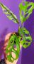 Monstera obiqua Peru , снимка 1 - Стайни растения - 45149373