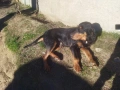 Две мъжки.Между Каракачанка и Ловджийски куче , снимка 7