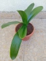 Кливия БЕЗ цвят, снимка 3