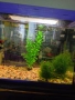 Аквариуми, снимка 3