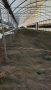 Поцинкована оранжерия 2 цола, снимка 3