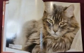 Енциклопедия на котките / Encyclopedia of Cats, снимка 4