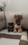 Мини йоркширски териер ., снимка 3