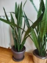 САНСЕВИЕРА, снимка 2