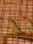 Продавам трастикови  белолики гулдови амадини, снимка 1