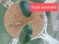 Вкоренен резник хоя аустралис, снимка 1 - Стайни растения - 45597058