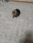 Mini Pomeran, снимка 11