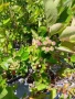 Арония фиданки, снимка 10