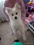 померан -шпиц, снимка 2
