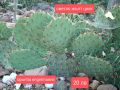 Зимоустойчиви кактуси за продажба 6 вида големи растения , снимка 4