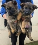 Сиви немски овчарки , снимка 4