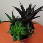 Aeonium 'Kilimanjaro', аеониум килиманджаро Хавортии  , снимка 5