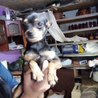 Продавам женско куче пинчер на 2 години, снимка 1 - Чихуахуа - 45341646
