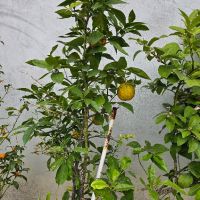 кумкуат, лимони и др. , снимка 2 - Градински цветя и растения - 45370807