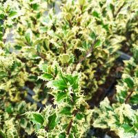 Илекс, Ilex aquifolium 'Ferox Argentea', студоустойчив, многогодишен, снимка 3 - Градински цветя и растения - 45570070
