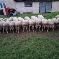 Продавам ялови овце, снимка 2 - Овце - 45697852