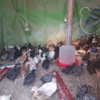 Продавам пилета на различна възраст, ваксинирани, дадено всичко необходимо , снимка 6 - Кокошки и пуйки - 45494079