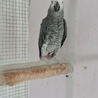 полово зрял мъжки папагал кралско Жако, снимка 2 - Папагали - 45681844