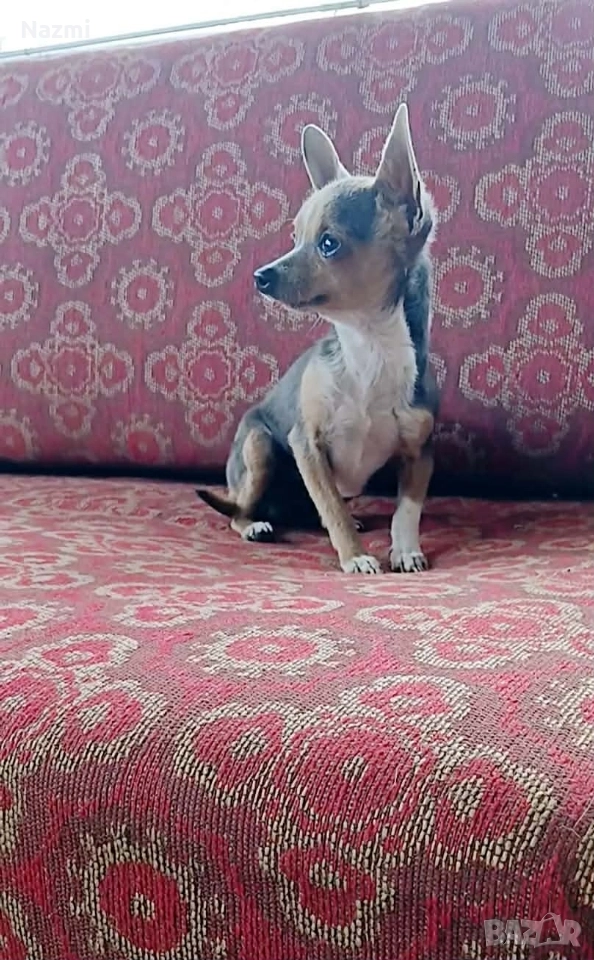 продавам мини пинчер , снимка 1