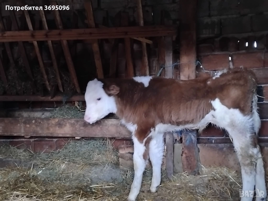 мъжки телета по 500 лв , снимка 1