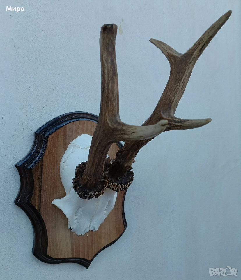 Трофей от сръндак.Рога., снимка 1