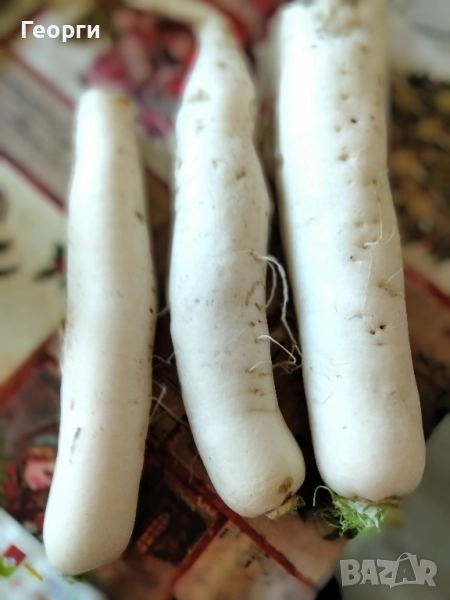 Продавам японска ряпа Дайкон, снимка 1