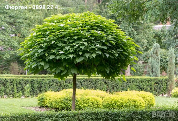 Каталпа, снимка 1